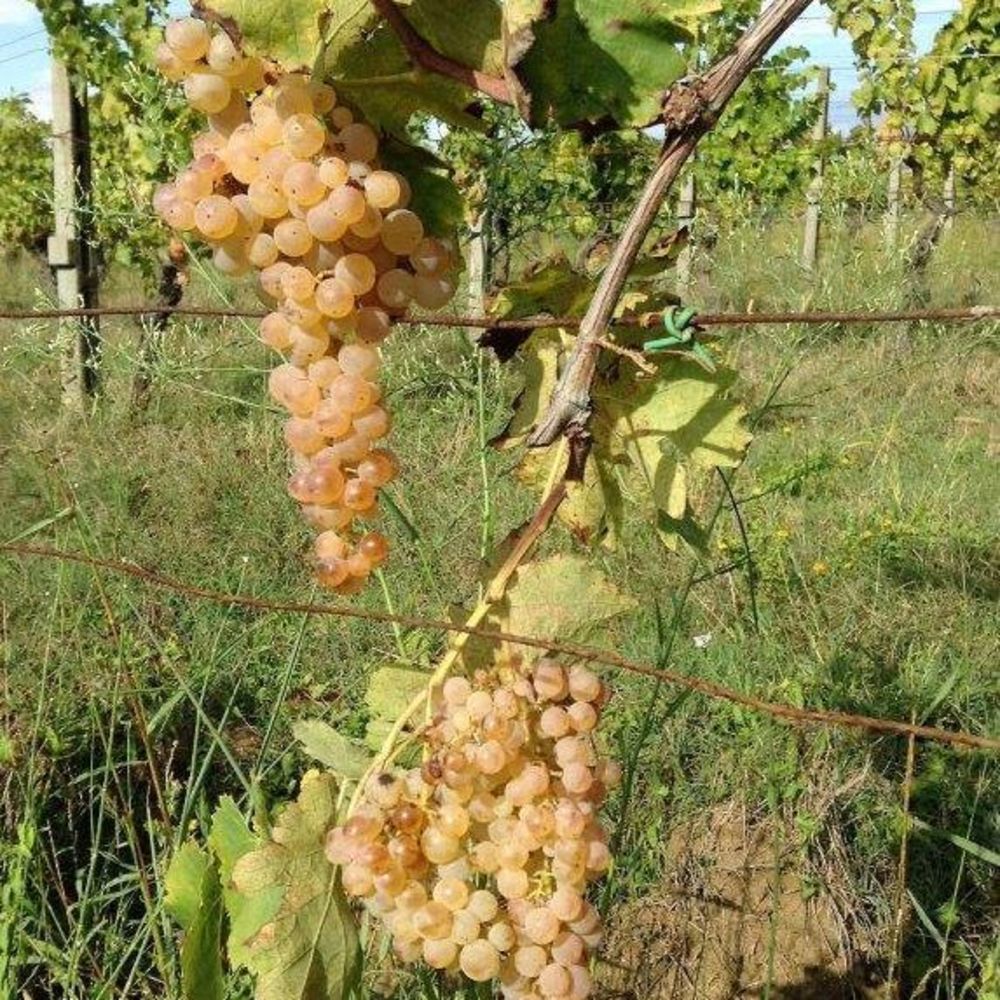 Meet your Posher, Patsy